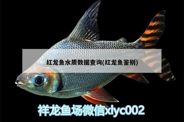 金龍魚適合什么水溫：什么水溫最適合金龍魚？ 水族問答 第1張