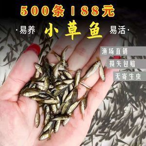 龍魚缸多寬最好看：關(guān)于龍魚受傷期間的喂食問題 龍魚百科 第12張