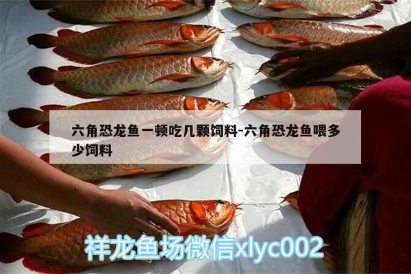 六角恐龍魚食物怎么喂：六角恐龍魚怎么吃東西 龍魚百科 第6張