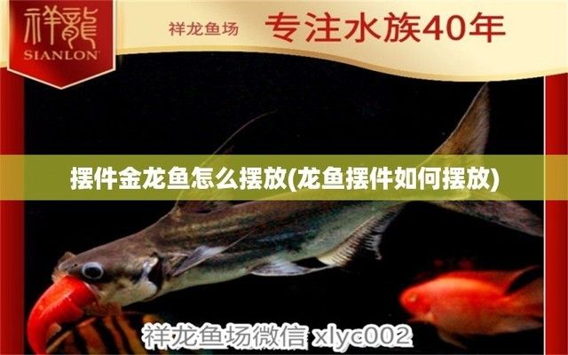 龍魚背部立鱗：金龍魚擺件如何擺放 龍魚百科 第1張