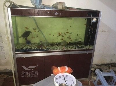 金龍魚在魚缸底下趴著不動了：金龍魚在魚缸底部不動為什么會死亡龍魚在魚缸底部不動 龍魚百科 第3張