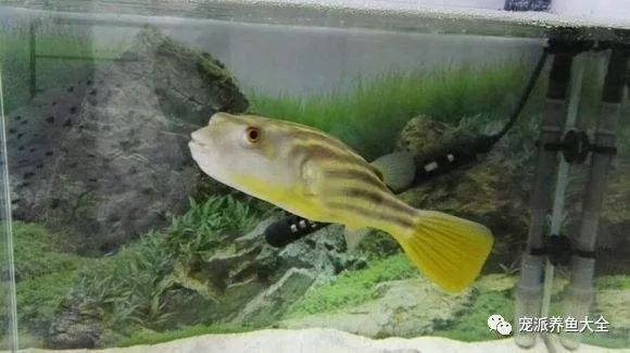 龍魚缸溫度30度高嗎怎么辦呢：龍魚缸水溫超過30攝氏度怎么辦 龍魚百科 第1張