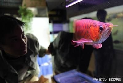 金龍魚收購白酒：金龍魚公司宣布收購白酒品牌 水族問答 第2張