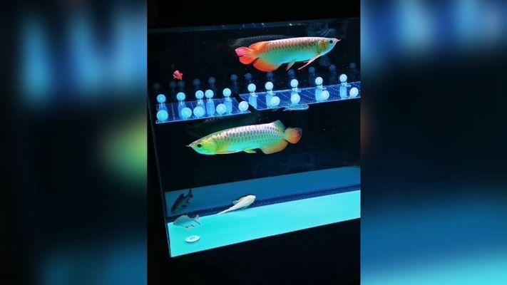 龍魚缸底用什么顏色：如何選擇龍魚缸底顏色 龍魚百科 第1張