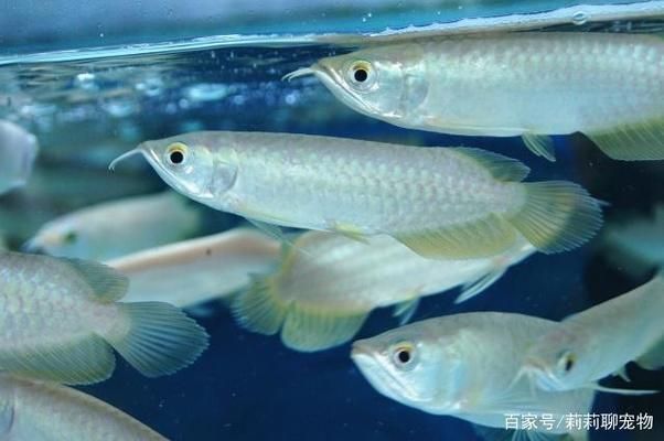 龍魚放大白片可以喂食嗎：龍魚為什么會趴缸 龍魚百科 第5張