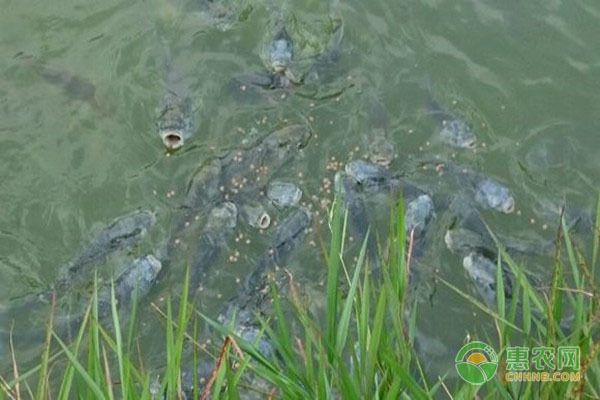 龍魚吃不吃飼料的食物：龍魚可以吃飼料嗎？ 龍魚百科 第1張