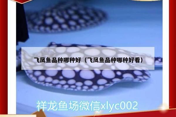 龍魚打架會不會打死自己的寶寶：龍魚打架會不會打死自己的寶寶，飼養(yǎng)者需要將它們單獨養(yǎng)殖 龍魚百科 第1張