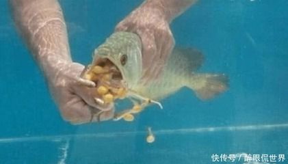 金龍魚不吃魚食：金龍魚不吃魚食怎么辦 龍魚百科 第1張