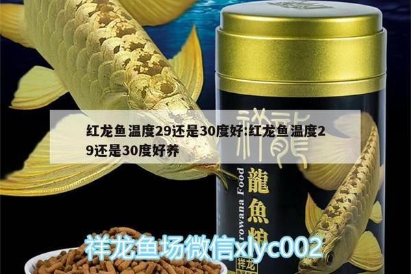 龍魚31度水溫：紅龍魚水溫29還是30度好養(yǎng) 龍魚百科 第6張