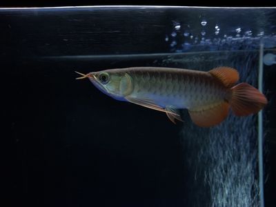 龍魚(yú)把嘴撞壞了怎么辦：龍魚(yú)嘴撞壞了怎么辦 龍魚(yú)百科 第5張