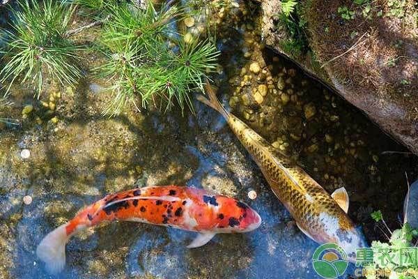 龍魚吃食后多久排便：龍魚吃食后的排便時間 龍魚百科 第1張