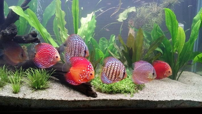 金龍魚屬于新加坡：新加坡金龍魚品牌 水族問答 第2張