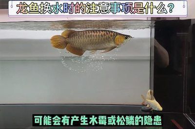 龍魚多長時(shí)間檢疫一次合適：龍魚喂食多久換水合適龍魚喂食多久換水合適 龍魚百科 第8張