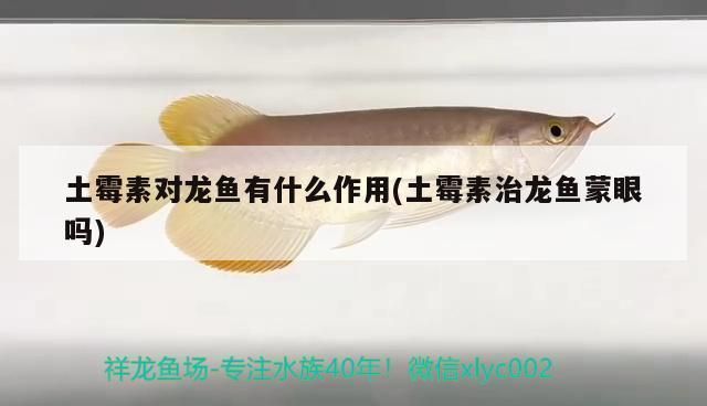 龍魚發(fā)黑怎么辦：龍魚吃土霉素治療什么病 龍魚百科 第11張