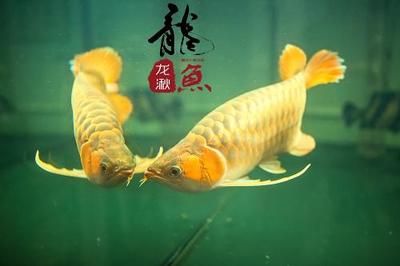 龍魚的養(yǎng)護(hù)與鑒賞作文怎么寫：第28屆中國(guó)國(guó)際寵物水族展覽會(huì)5.91k2祥龍魚 龍魚百科 第4張