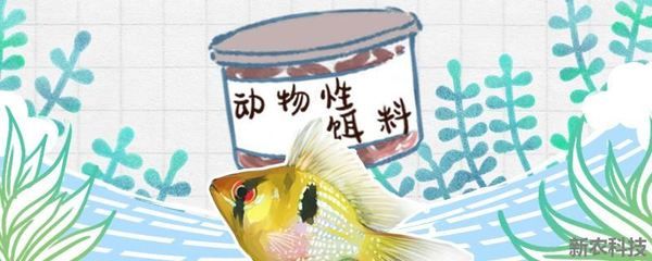 金龍魚水溫最低多少度：金龍魚水溫最低多少度，如何判斷金龍魚的水溫范圍 水族問答 第2張