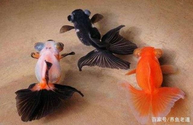 龍魚吃什么活魚好養(yǎng)：適合喂養(yǎng)給龍魚的幾種活魚 龍魚百科 第2張