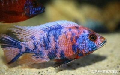 龍魚可以只喂飼料嗎：龍魚可以只吃飼料嗎？ 龍魚百科 第2張