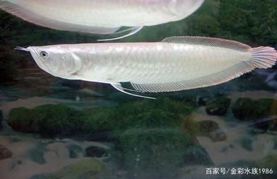 龍魚翻鰓能自愈嗎：龍魚混養(yǎng)多久才不打架 龍魚百科 第4張