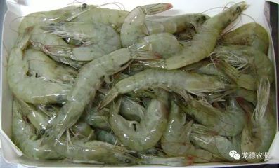 龍魚的藥用功效和作用禁忌：青龍魚養(yǎng)殖技術(shù) 龍魚百科 第3張