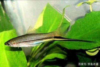 金龍魚飼料哪個品牌好：關于金龍魚飼料的疑問 水族問答 第1張