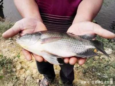 龍魚活食如何消毒殺菌：龍魚活食的消毒殺菌方法 龍魚百科 第2張