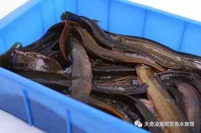 龍魚的藥用價值：龍魚喂食泥鰍的方法 龍魚百科 第1張