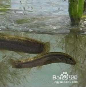 龍魚的藥用價值：龍魚喂食泥鰍的方法 龍魚百科 第10張