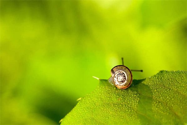 龍魚的藥用價值：龍魚喂食泥鰍的方法 龍魚百科 第9張