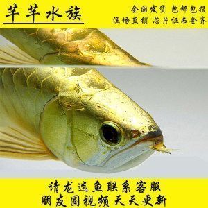 龍魚都不吃東西怎么辦：養(yǎng)殖龍魚的注意事項(xiàng) 龍魚百科 第2張