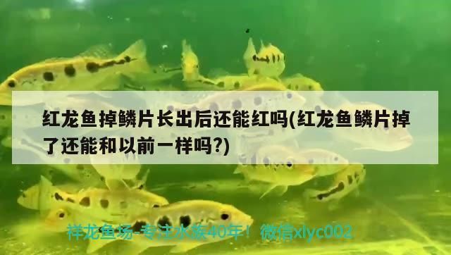 龍魚白點(diǎn)病多久能脫落啊怎么治：如何判斷龍魚白點(diǎn)病的恢復(fù)時(shí)間 龍魚百科 第1張