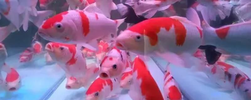 金龍魚素材：如何正確照顧金龍魚？ 水族問答 第2張