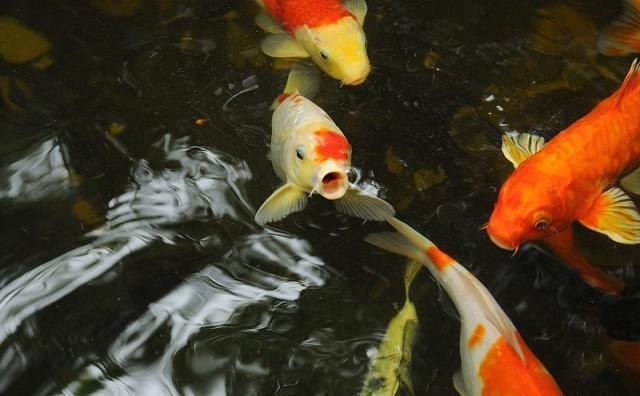 龍魚(yú)換缸不吃食怎么辦：龍魚(yú)換缸后不吃食可能是由于環(huán)境變化、水質(zhì)問(wèn)題引起的 龍魚(yú)百科 第2張