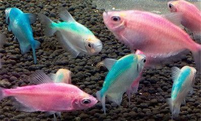 純白色的龍魚：純白色的觀賞魚 龍魚百科 第5張