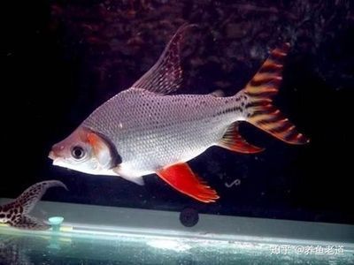 純白色的龍魚：純白色的觀賞魚 龍魚百科 第9張