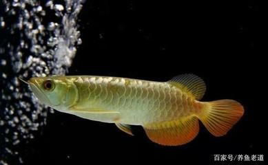 純白色的龍魚能吃嗎：純白色觀賞魚可以吃嗎 龍魚百科 第6張