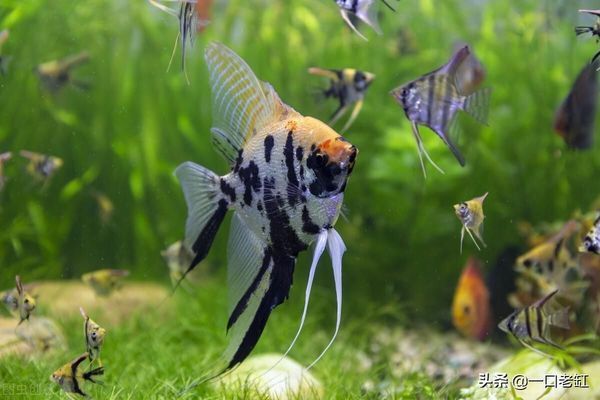 純白色的龍魚能吃嗎：純白色觀賞魚可以吃嗎 龍魚百科 第7張