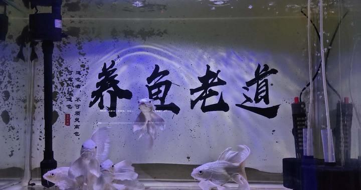 龍魚爛鱗怎么辦：如何治療龍魚爛鱗