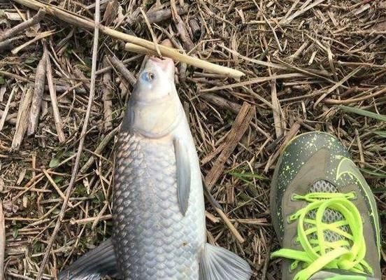 龍魚不吃飼料怎么辦呢：龍魚不吃飼料怎么辦 龍魚百科