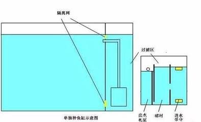 金龍魚特香和純正哪個(gè)好：金龍魚特香和純正&哪個(gè)更受消費(fèi)者喜愛 水族問答 第2張