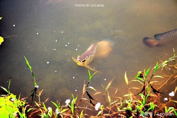 金龍魚問題：金龍魚游來游去的原因分析龍魚游來游去是正常的嗎