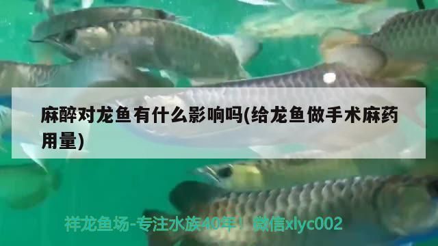 給龍魚(yú)做手術(shù)麻藥用量多少合適：給龍魚(yú)做手術(shù)麻藥用量多少 龍魚(yú)百科 第11張