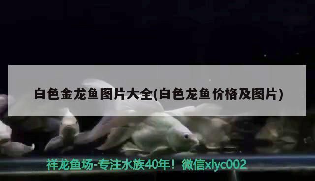 白色的龍魚長什么樣：白色的龍魚長什么樣子圖片 龍魚百科 第7張