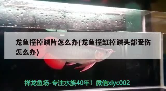 龍魚把手咬破了需要打破傷風嗎：紅龍魚撞掉鱗片怎么辦 龍魚百科 第1張