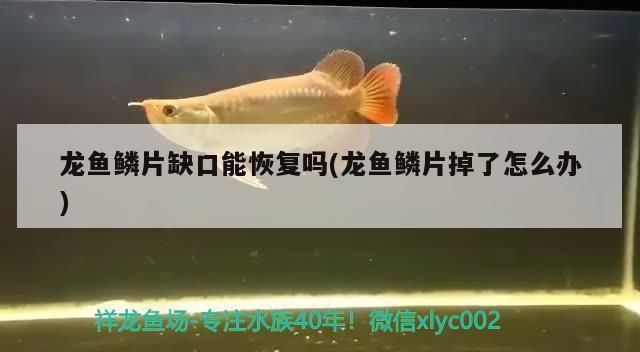 龍魚把手咬破了需要打破傷風嗎：紅龍魚撞掉鱗片怎么辦 龍魚百科 第10張