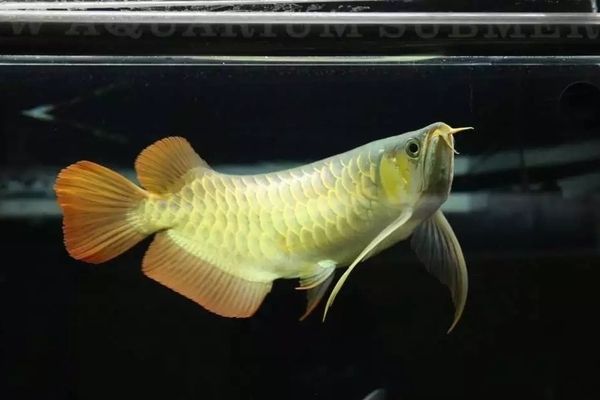 龍魚(yú)愛(ài)打架嗎：關(guān)于龍魚(yú)最愛(ài)吃什么水果和蔬菜 龍魚(yú)百科 第1張