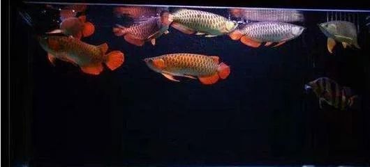 龍魚(yú) 炸鱗：養(yǎng)龍魚(yú)最適合的魚(yú)缸尺寸 龍魚(yú)百科 第6張