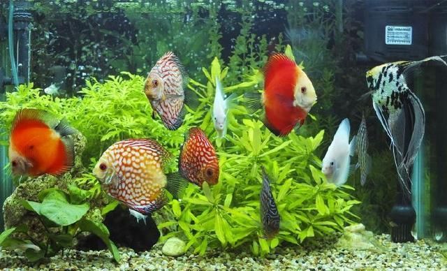 金龍魚體重：關(guān)于金龍魚的飼養(yǎng)建議 水族問答 第2張