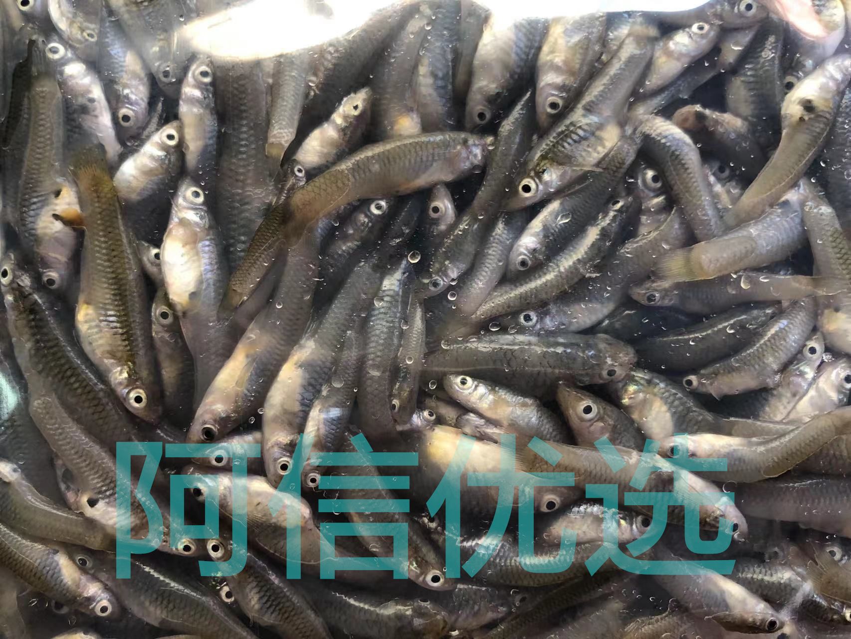 龍魚(yú)飼料魚(yú)是什么魚(yú)類(lèi) 龍魚(yú)百科 第3張