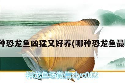 金龍魚用什么硝化細菌最好：養(yǎng)龍魚需要什么過濾器材 龍魚百科 第10張